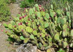 The saguaro cactus, cereus giganteus or carnegiea gigantean, meaning gigantic candle, is found only in the sonoran desert, which is in southern one particular cut, located in the black area, looked as if someone had taken an axe to it. 1028 Winter Hardy Cacti Planttalk Colorado