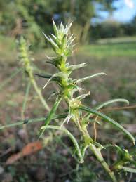 Image result for Salsola