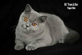Pin By Avrtatiana On British Cats Cats Animals