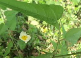 Image result for Wissadula