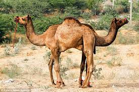 Why do some camels have the one hump but other lucky camels have two? Camels Line Up To Look Like A Two Headed Creature In Bizarre Optical Illusion Daily Mail Online