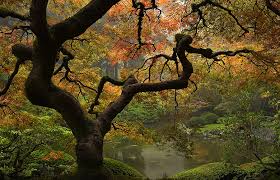 With quiet, serene spaces, expansive vistas and a welcoming cu. Fall Colors And New Village Are Draws At Portland S Dazzling Japanese Garden The Seattle Times