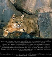 Has been providing packaging solutions for businesses across north america for over 70 years. Pampas Cat Colocolo Wilde Katzen Grosse Katzen Wildkatzen