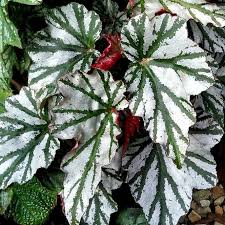 Profile for Begonia Society of San Francisco