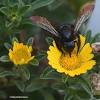 Carpenter bees are pollinating insects, so you may want to learn how to get rid of carpenter bees naturally. Https Encrypted Tbn0 Gstatic Com Images Q Tbn And9gcql3vdl6b997yic4zc2fcdxedz8nsecwgbmh2tuxchukogggj Y Usqp Cau