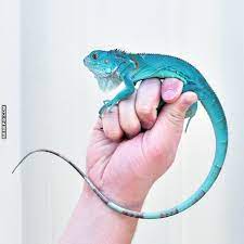 The Rare Blue Iguana Of The Caymans Reptiles Pet Cute Reptiles Iguana Pet