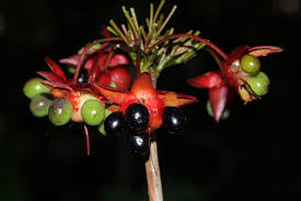 Image result for Ochna natalitia