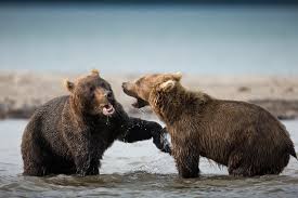 A lot of people out there might think that they know everything about american football, but the true test is whether or not they can answer these sports trivia questions. Bears Are More Than Meets The Eye Cool Kid Facts