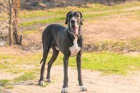 A litter of great dane puppies born in canon city, colo., on oct. 10 Best Great Dane Rescues For Adoption 2021 Our Top 10 Picks