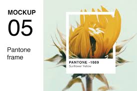 Pantone Colour Mockup Bundle Pantone Color Pantone Pantone Swatches