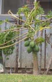 Clean your seeds in tepid water. How To Grow Papaya Fruit Trees From Seeds In Your Garden Press Enterprise