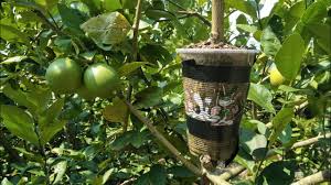 Asexual propagation through air layering is one way to produce young trees with the characteristics of the parent plant. How To Air Layering Lemon Tree Easy Work New Techniques My Agriculture Youtube