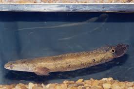 Snakeheads are freshwater fish with some species entering brackish water. Channa Marulioides Wikidata