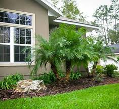 Pygmy Date Palm Front Yard Landscaping Design Tropical Landscaping Florida Landscaping