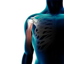 Check spelling or type a new query. Biceps Tendon Ruptures St Albans Hitchin Biceps Tendon Disorders Stevenage