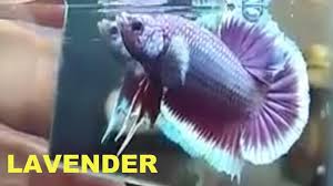 Dalam perkembanganya, jenis ikan cupang plakat sampai saat ini semakin bervariasi mulai dari sirip maupun warna yang indah dengan persilangan dengan jenis ikan cupang halfmoon dan double tail. Ikan Cupang Hias Jenis Plakat Lavender Youtube