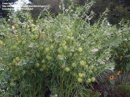 Check spelling or type a new query. Plantfiles Pictures Gomphocarpus Species Balloonplant Cotton Bush Hairy Balls Giant Swan Milkweed Gomphocarpus Physocarpus By Mgarr