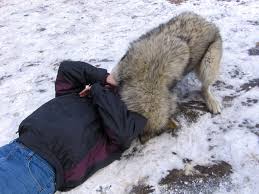How to say wolf in french. French Kissed By A Wolf Getting To Know Co