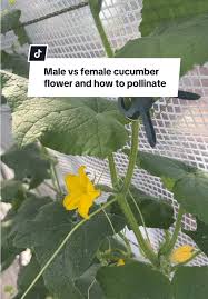 Image result for male flowers cucumber