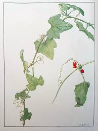 Image result for Zehneria