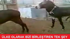 Kampanya Balikesirin Cilgin Esekleri Yasagi Kaldirilsin Change Org