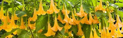 Image result for Brugmansia