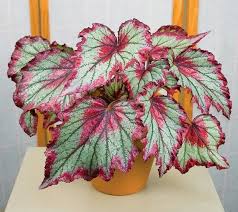 8 Jenis Tanaman Hias Begonia Yang Perlu Anda Ketahui Http Bibitbunga Com Blog 8 Jenis Tanaman Hias Begonia Yang Perlu And Tanaman Tanaman Hias Daun Begonia