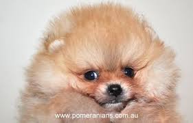 Dogs & puppies for sale & free to a good home. How To Find A Pomeranian Puppy For Sale Australia Pomeranian Australia