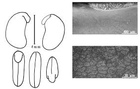 Image result for Pseudoeriosema