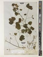 Image result for Adenia gummifera