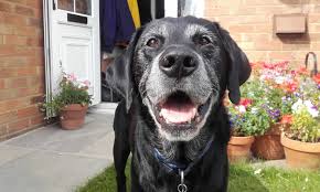 Check spelling or type a new query. Labrador Rescue Kent Labrador Rescue Kent