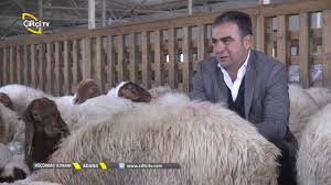 Kucukbas Uzmani Ivesi Koyunu Bakim Ve Beslemesi Nasil Yapilir Youtube Hayvanlar Koylar Tv