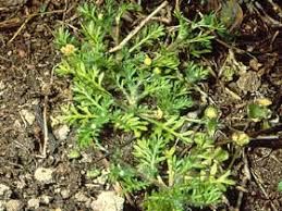 Image result for Cotula australis