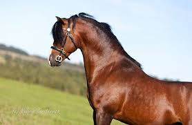 Происхождение и как выглядит уэльский горный пони, фото и видео пример. Uelskij Poni Fotografii Loshadi Poni Fotografii