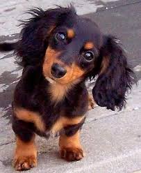 Top 10 Smallest Dog Breeds Dachshund Puppies Puppies Dachshund Puppy Long Haired