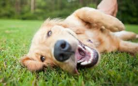 E incluso existe el día de llevar al perro a la oficina. Dia Del Perro 2021 Por Que Se Celebra El 21 De Julio A Nivel Mundial