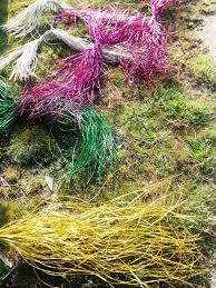 Kerajinan daun pandan ini merupakan suatu kerajinan yang dibuat dengan cara menganyam daun pandan yang telah kalian keringkan itu menjadi bagian kerajinan anyaman seperti alas sajadah, tikar, topi dan jenis kerajinan yang lainnya. Masyarakat Kayong Lestarikan Lingkungan Dengan Membuat Tikar Pandan Halaman All Kompasiana Com
