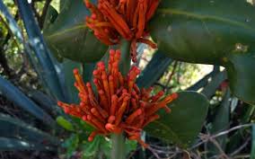 Image result for Phragmanthera