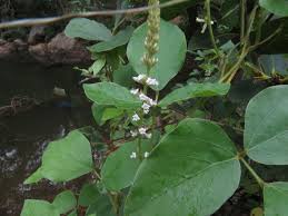 Image result for Neonotonia