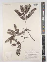 Image result for Brachystegia microphylla