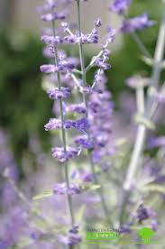It is a very hardy plant originally found in central asia (afghanistan, pakistan) but is successfully grown even further north. Perovskia Atriplicifolia Blue Spire Tuincentrum Baeten