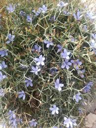 Image result for Cichorium