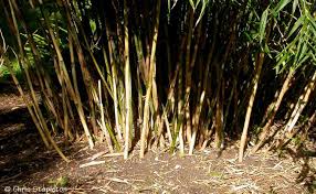 Image result for Oldeania alpina