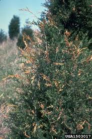 Image result for didymascella thujina