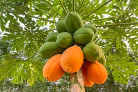 Papaya (Carica papaya): Health Benefits, Uses, Growing Tips