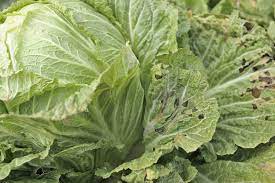 How to eradicate cabbage worms. 13 Natural Ways To Get Rid Of Cabbage Worms Dre Campbell Farm