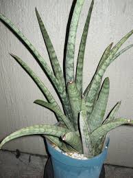 Image result for Sansevieria hallii
