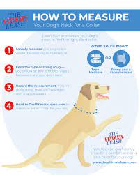 How to measure dogs neck. Martingale Dog Collars How To Measure Your Dog S Neck For A Collar
