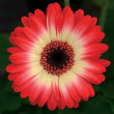 Image result for Gerbera