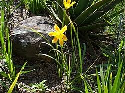 Image result for Moraea carsonii